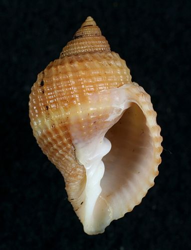 Cancellaria decussata